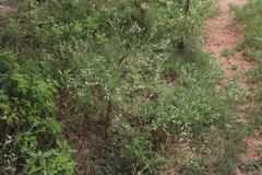 Parthenium hysterophorus image