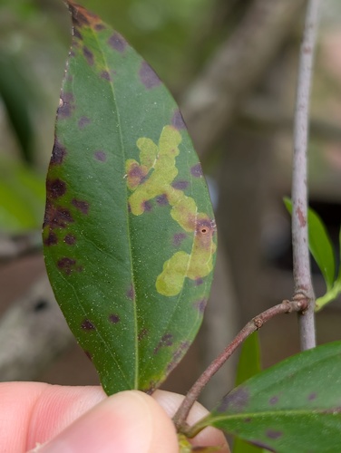 Phytomyza omlandi