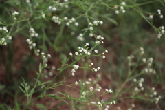 Parthenium hysterophorus image