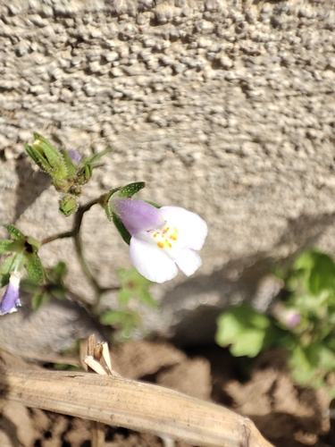 Asian mazus