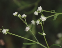 Parthenium hysterophorus image