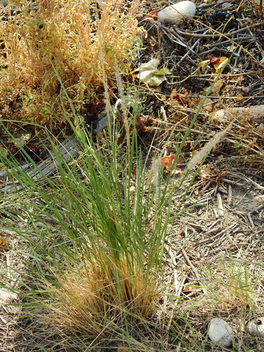 Pappophorum caespitosum