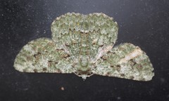 Aeolochroma viridicata