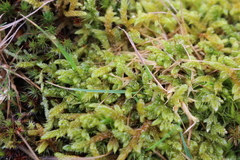 Hypnum cupressiforme lacunosum