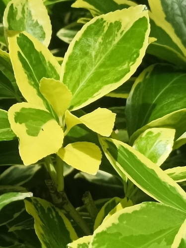 Japanese spindle tree