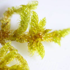 Hypnum cupressiforme lacunosum