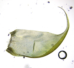 Hypnum cupressiforme lacunosum