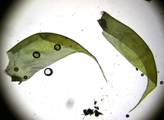 Hypnum cupressiforme lacunosum