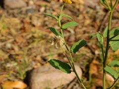Gaya parviflora
