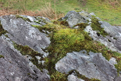 Hypnum cupressiforme lacunosum