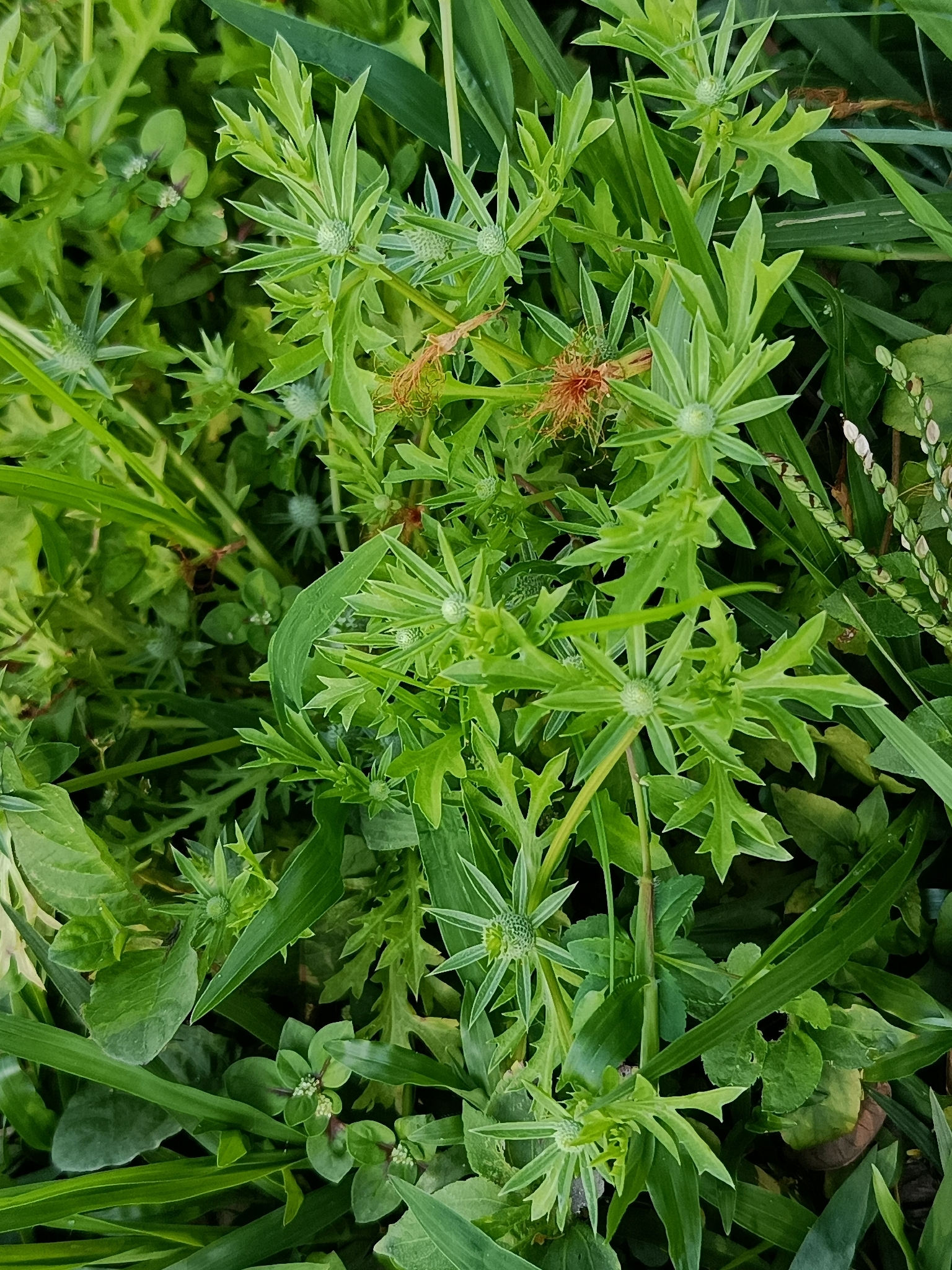 Mexican Culantro (Eryngium foetidum)
