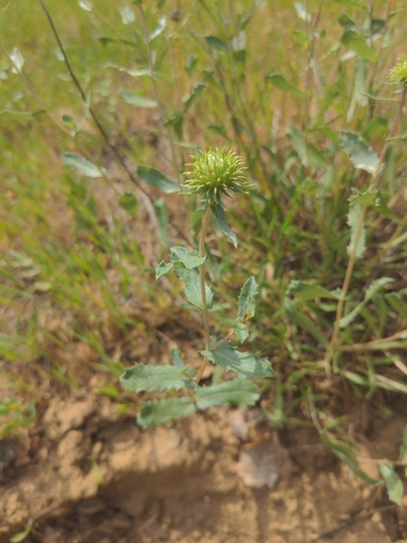 Great Valley gumweed (Grindelia camporum)