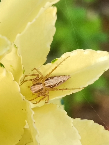 Oxyopes sertatus