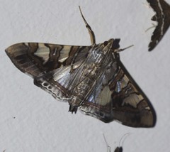 Glyphodes cosmarcha