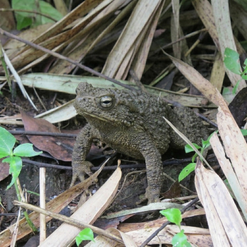 Phrynoidis asper