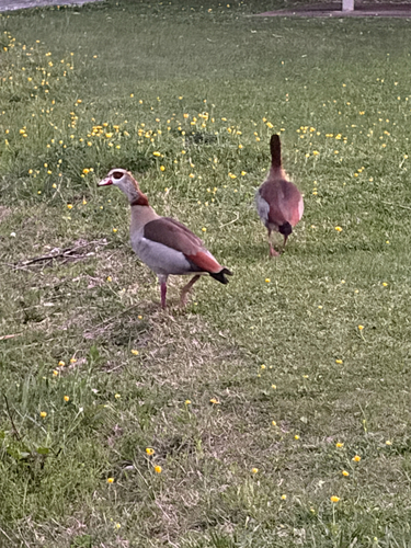 iNaturalist: (c) Brooke Scully, some rights reserved (CC BY-NC), uploaded by Brooke Scully iNaturalist image