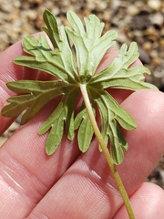 Geranium texanum