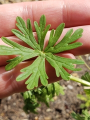 Geranium texanum
