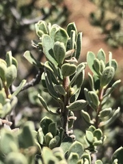 Diospyros austro-africana