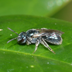 Lasioglossum coeruleum