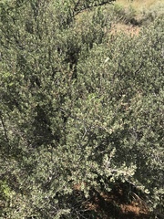 Diospyros austro-africana