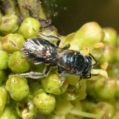 Lasioglossum coeruleum