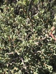 Diospyros austro-africana