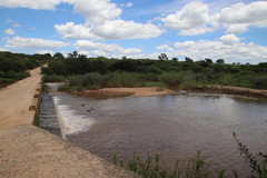 Phragmites australis image