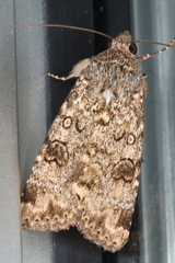 Heliothis punctifera