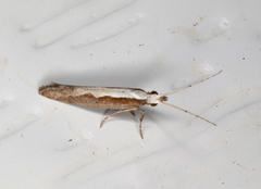 Plutella xylostella-australiana