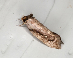 Machetis serpentigera