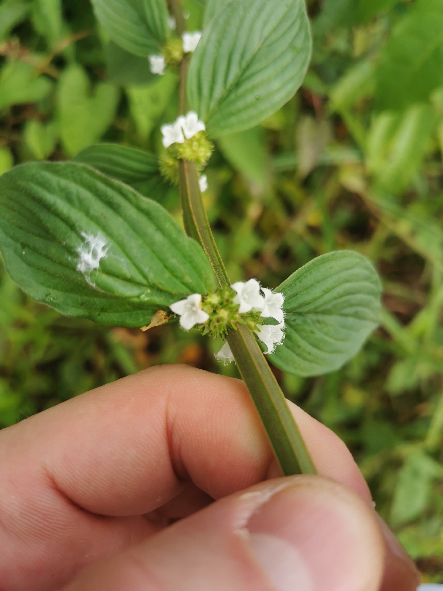 Winged False Buttonweed (Spermacoce latifolia)