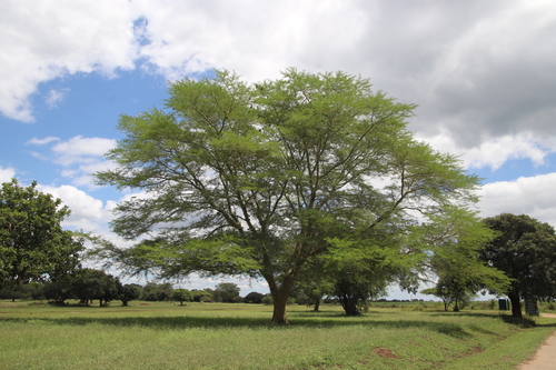 Vachellia xanthophloea