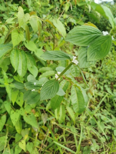 Spermacoce latifolia, photograph 4