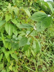 Spermacoce latifolia, photograph (c) thomas_oswald, some rights reserved (CC BY)