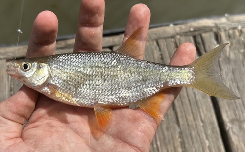 Golden Shiner, photo 6 of 10