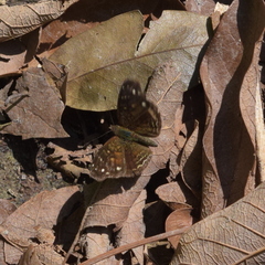 Anthanassa atronia
