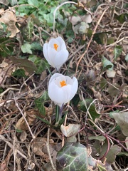 Crocus