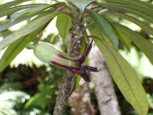 Clermontia kohalae observed 2026-04-04
