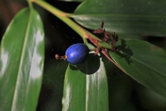 Alpinia arundelliana