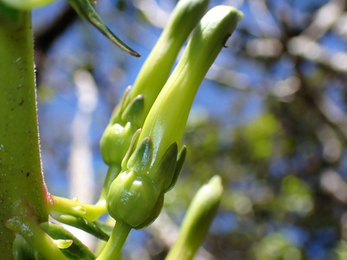 Trematolobelia rockii, 2026-04-04