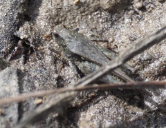 Tettigidea lateralis