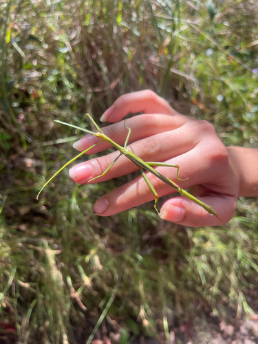 Spur Legged Phasmid