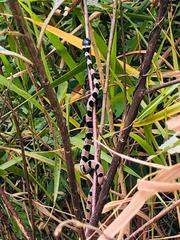 Dipsas catesbyi