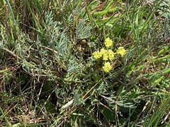 Lomatium caruifolium denticulatum
