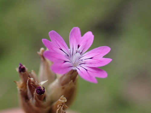 Petrorhagia dubia, 2026-04-04