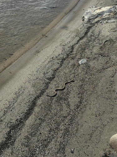 iNaturalist observation photo of Northern Pacific Rattlesnake