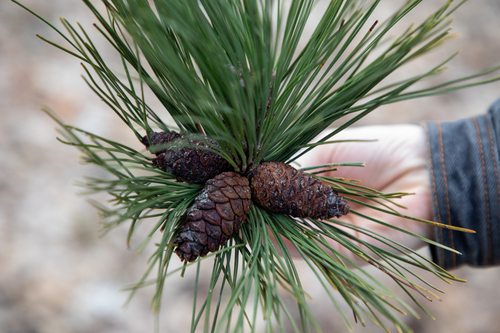 Red Pine (Pinus resinosa)