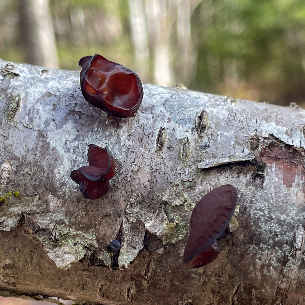 Exidia crenata · April 2026 · photo: © glenn_wooden (iNaturalist, cc-by)