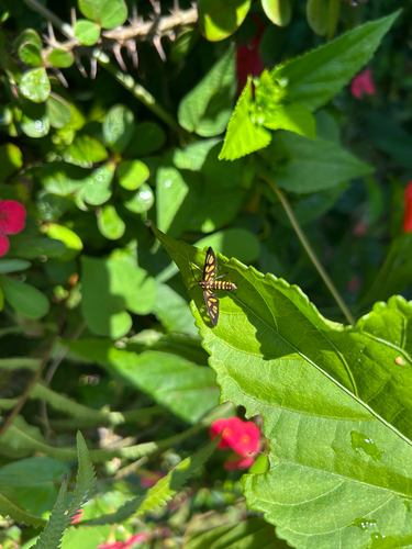Hübner's Wasp Moth